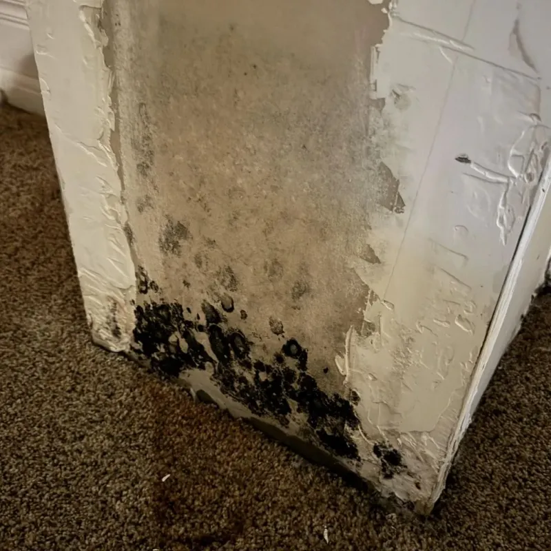 Professional Mold Removal in Schleicher County, TX